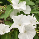 Moonflower, 3 Seeds