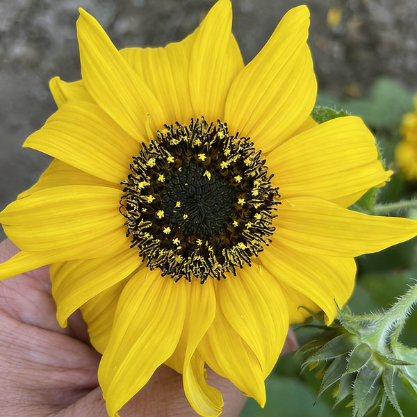 Yellow Rose Sunflower Seeds, 2g
