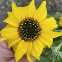 Yellow Rose Sunflower Seeds, 2g