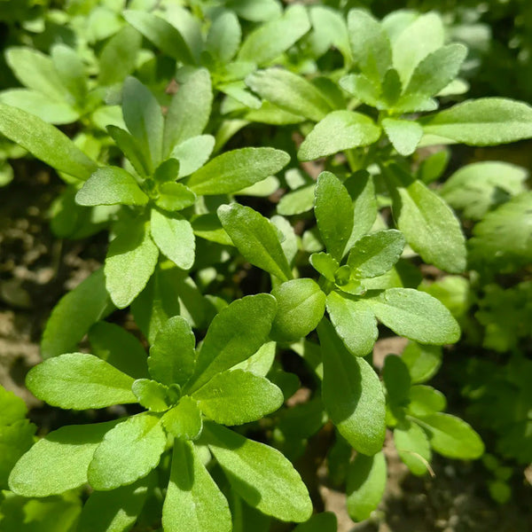 Heart-nourishing Vegetable, 500 Seeds