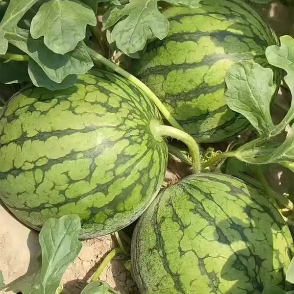 Yellow-Fleshed Sugar Globe Petite Watermelon Seeds, 15 Seeds