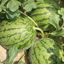 Yellow-Fleshed Sugar Globe Petite Watermelon Seeds, 15 Seeds
