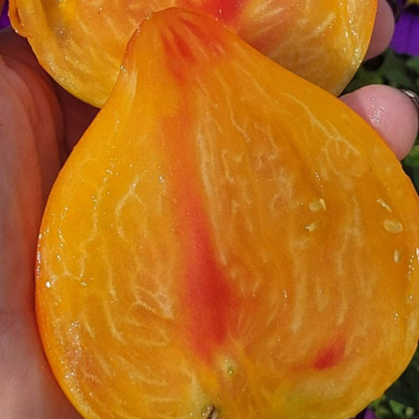 758 Pineapple Strawberry F2 Tomato, 5 Seeds