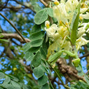 Moringa tree Seeds, 50 Seeds