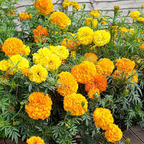 African Marigold (Tagetes erecta) Seeds, 500 Seeds