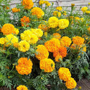 African Marigold (Tagetes erecta) Seeds, 500 Seeds