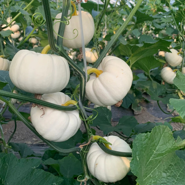 White Baby Pumpkin Seeds, 5 Seeds