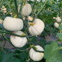 White Baby Pumpkin Seeds, 5 Seeds