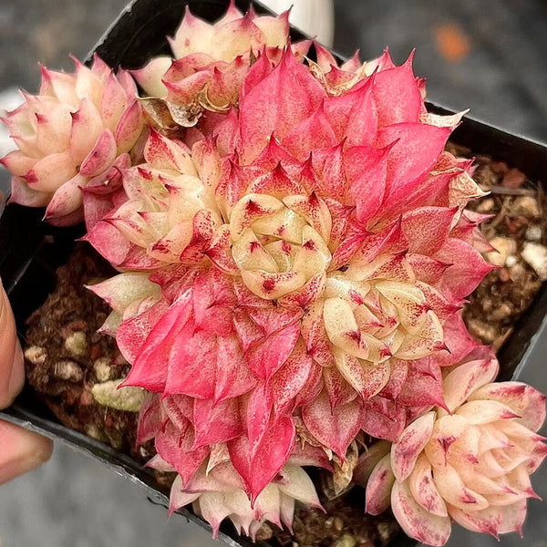 Echeveria 'Beninoturu', 2pcs x 1-head
