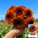 Chiyan Little Bear Sunflower Seeds, 1g