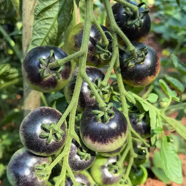 Black Enchantress Fruit Tomato, 100 Seeds