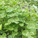 White Mini Clover, 160 Seeds