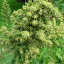 White Quinoa Planting Seeds, 30 Grams ≈ 10000 Seeds