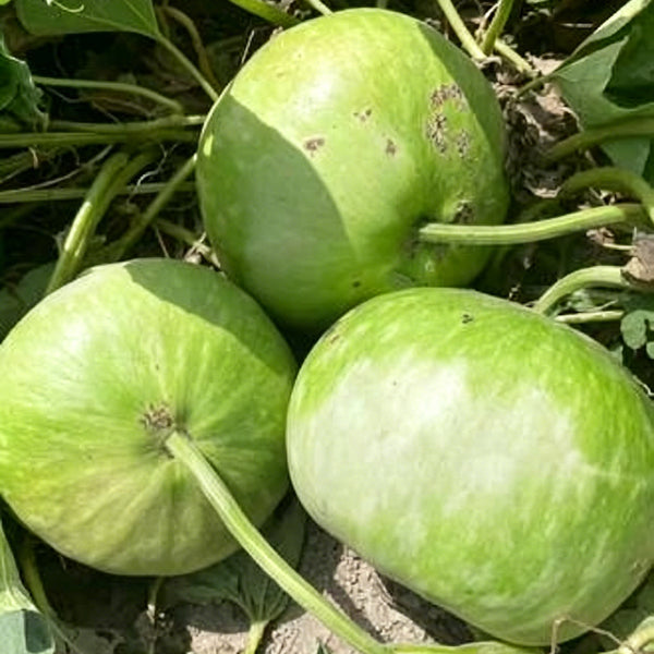 Millstone Bottle Gourd, 5 Seeds