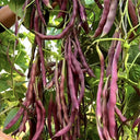 No.8 Red Pole Bean Seeds, 10g