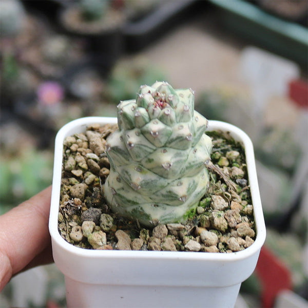 Monadenium ritchiei var. nyambense 'Variegata', 4-5cm