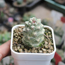 Monadenium ritchiei var. nyambense 'Variegata', 4-5cm
