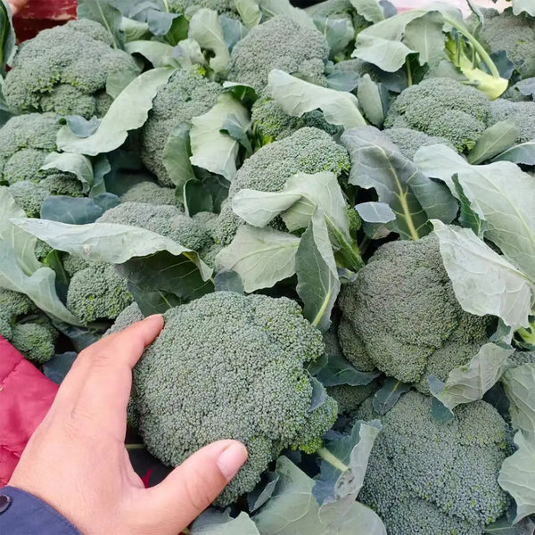Japanese Broccoli Seeds, 100 Seeds