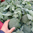 Japanese Broccoli Seeds, 100 Seeds