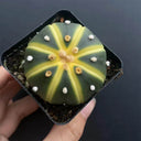 Astrophytum asterias Variegata, 3-4cm