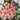 Hoya 'Sweet', 3 Cuttings