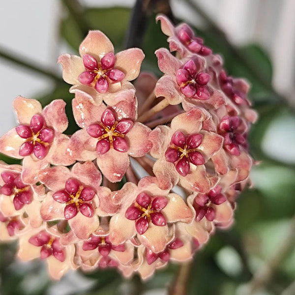 Hoya 'Sweet', 3 Cuttings