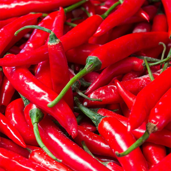 Cayenne Pepper, 20~30 Seeds