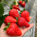 Four Seasons Cream Strawberry, 200 Seeds