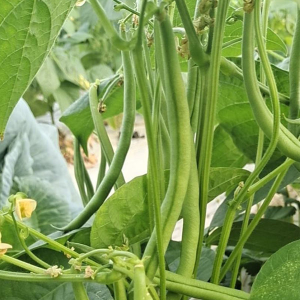 Huajun No.5 Snap Bean Seeds, 10g