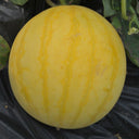 'Golden Baby' Watermelon Seeds