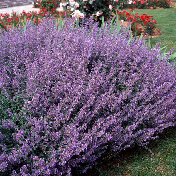 Mussin's Catmint, 10 Seeds