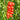 402 Mini San Marzano Tomato, 5 Seeds