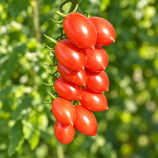 402 Mini San Marzano Tomato, 5 Seeds