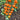 82 Santiam Sunrise Tomato, 5 Seeds