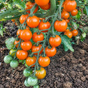82 Santiam Sunrise Tomato, 5 Seeds