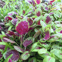Red-Green Round-leaf Amaranth Seeds, 5g