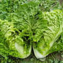 Jiemei 203 Xiayang Chinese Cabbage Seeds, 10g