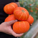 Red BeiBei Pumpkin Seeds, 5 Seeds