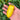 W1363 Sweet Yellow Mango Tomato, 100 Seeds
