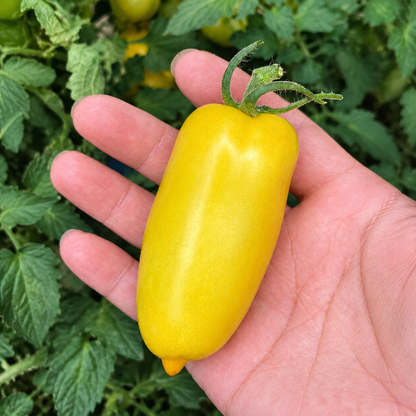 W1363 Sweet Yellow Mango Tomato, 100 Seeds