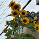 Giant Branching Sunflower, 200 Seeds