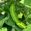 Winged Bean, 100 Seeds