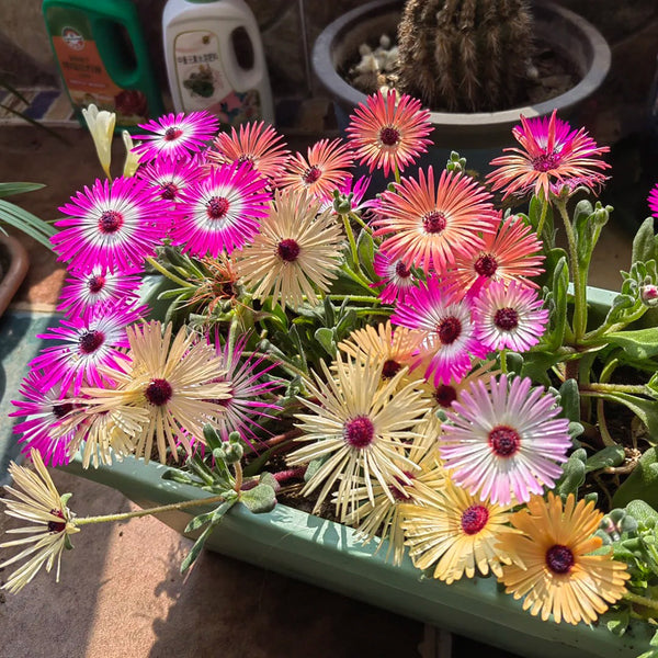 Summer Color Mix Lampranthus Seeds, 1 gram ≈ 3500 Seeds