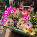 Summer Color Mix Lampranthus Seeds, 1 gram ≈ 3500 Seeds