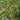 Pigeon Pea Seeds, 50 Seeds