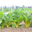 Jiayuan Golden Chard Seeds, 10g