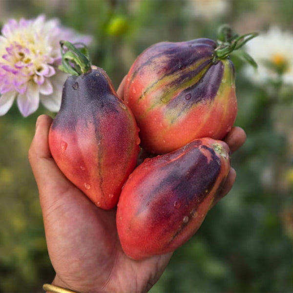 1011 Star Flame Tomato, 5 Seeds