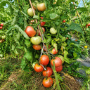 218 Honey Oxheart Tomato, 5 Seeds