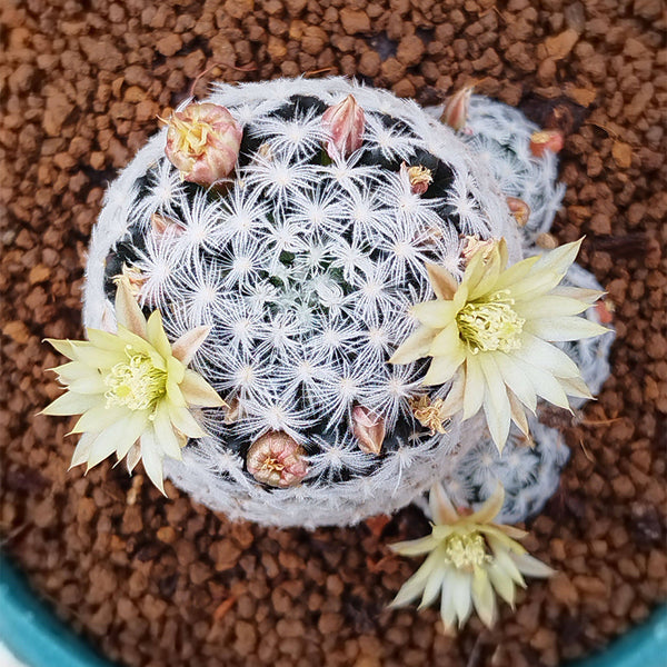 Mammillaria duwei, 3-4cm
