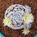 Mammillaria duwei, 3-4cm